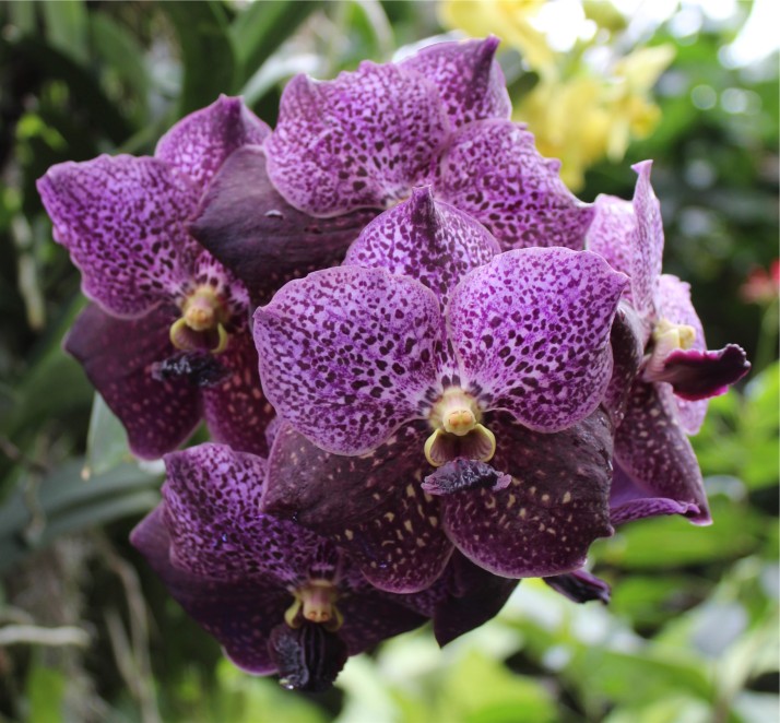 orchids-9